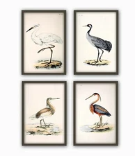 Birds Print Living Room Decor Birds Vintage Illustration  Set of 4