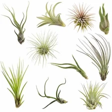 Air Plants Tillandsia Collection of 10 Easy Houseplants for Beginners