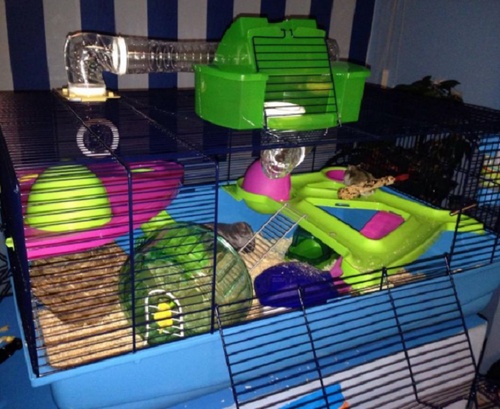 hamster heaven 80