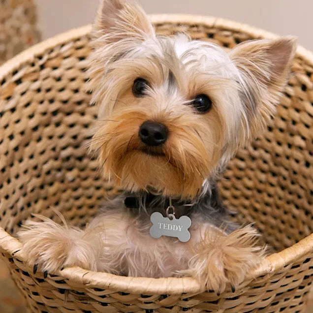 ETIQUETA DE IDENTIFICACIÓN DE MASCOTAS GRABADA PERSONALIZADA ETIQUETA DE NOMBRE DE PERRO GATO DOBLE CARA Foto 3 de 4