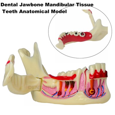 Dental Teeth Model Low Jaw Bone Mandibular Tissue Mandible Anatomical Jawbone
