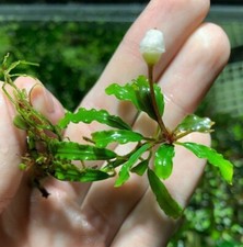 BUY 2 GET 1 FREE Bucephalandra Various Rhizomes Buce Live Aquarium Plant