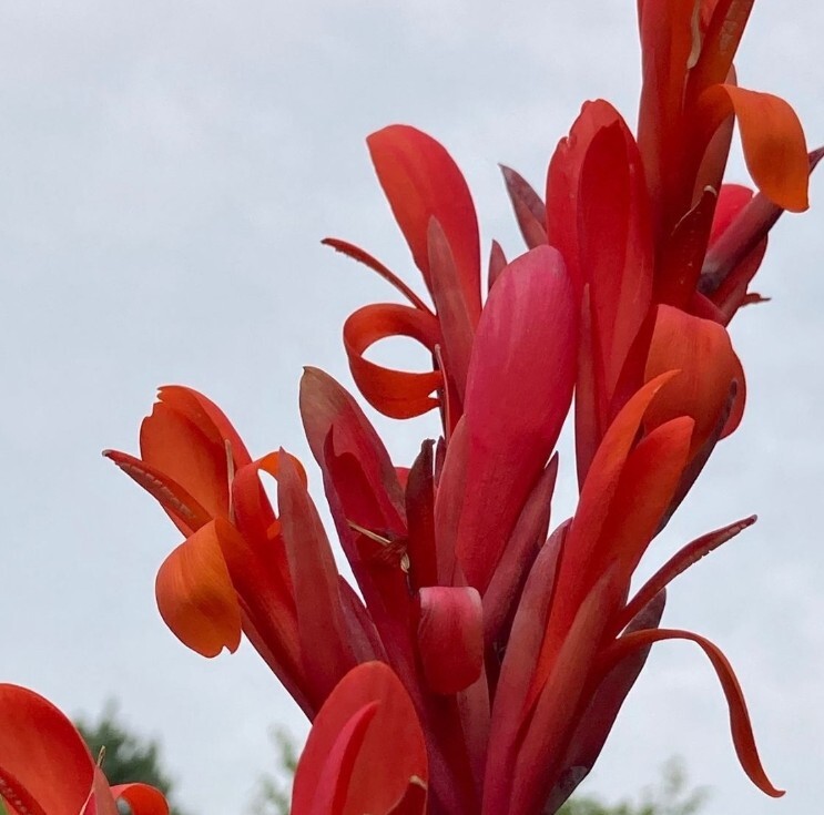 Canna Lily Musifolia 1 Large Rhizomes Tropical Bronze Purple Variegated