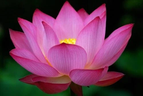 NELUMBO NUCIFERA PINK LOTUS - LOTO ROSA, 10 SEMI + OMAGGIO - Foto 2 di 3