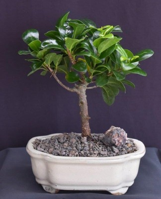 Ficus Bonsai Tree Compacta Live Plant Evergreen Easy Care 5-6 Inch Tall 3 y.o.