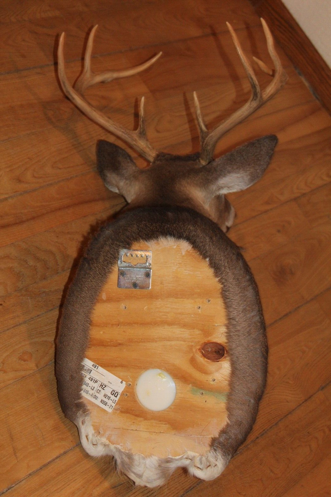 Whitetail Deer Head Shoulder Mount Taxidermy Cape Shed Antler Hunt Mule Rack