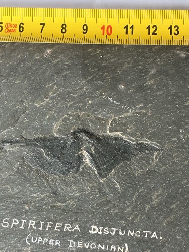 Fossils Delabole Butterfly rare.