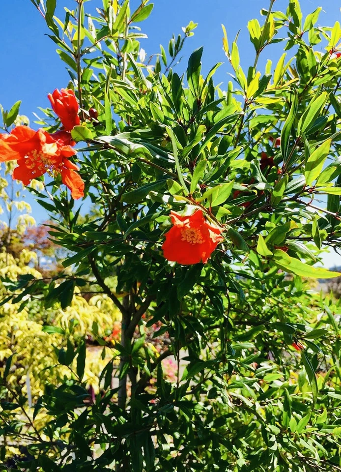 2" POT V SWEET WONDERFUL POMEGRANATE TREE BEST GIFT LIVE PLANT FRESH GUARANTEED - Image 3 of 3