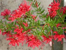 GREVILLEA NEW BLOOD  .spider flower.evergreen,RARE. garden plant..9cms pot