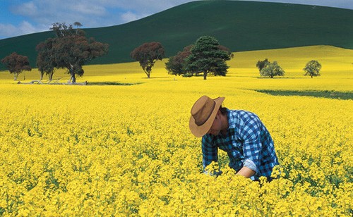 Apparent Weedshot 20 Litres & 1000 Litres Glufosinate Weed Control Grass Agri - Picture 6 of 14