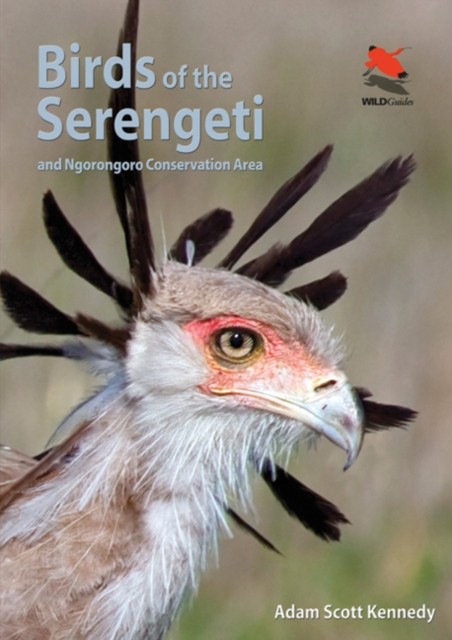 Birds of the Serengeti by Adam Scott Kennedy (Paperback Book)