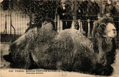 CPA PARIS (5e) Museum d'Histoire Naturelle. Chameau femelle (601870)