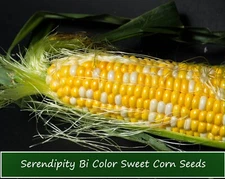 Vegetable Seeds-Serendipity Sweet Corn- 30 Seeds!