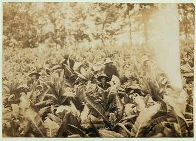 Tobacco Crop,Lowe Farm,Winchester,Kentucky,Lewis Wickes Hine,September 1916