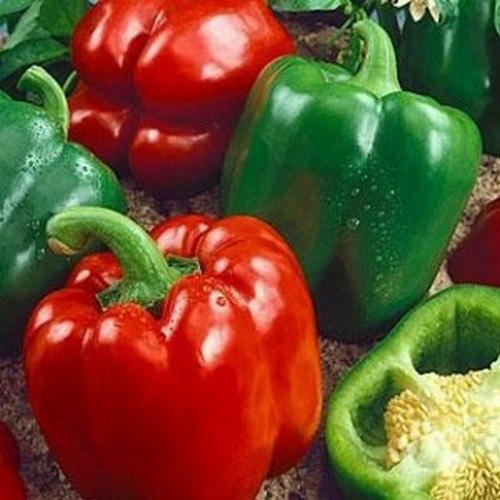 California Wonder 300 TMR Bell Pepper Seeds | Non-GMO | Free Shipping | 1006 - Picture 1 of 1