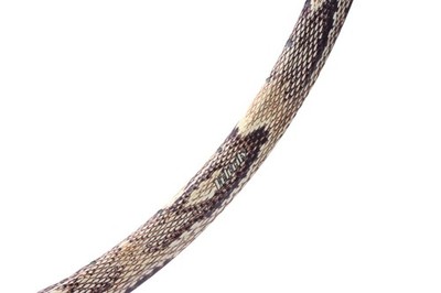 Velocity DEEP V 700C 32穴　茶色リム Velocity Deep V Alloy Rim 700c 32H Snakeskin NMSW Australia Bike