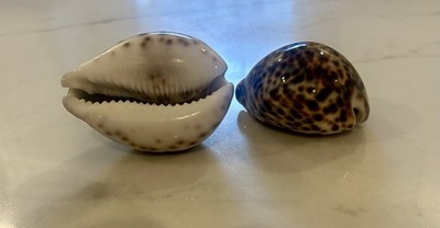 Shells 2 Tiger Cowries (Cypraea tigris) 3  Each
