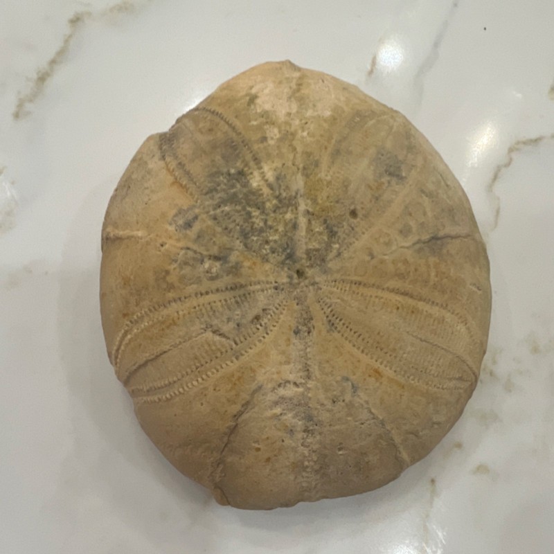 Large Echinoid Fossil Sand Dollar, Star Pattern, 4.5 Inch, Natural Tan