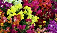 Snapdragon Seeds Dwarf Mix 1,000+ Seeds NON-GMO BUY 4 GET FREE SHIPPING