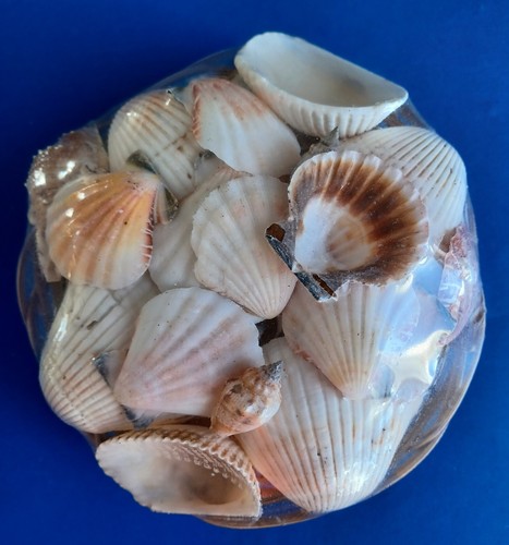 Sea Shells in Reed Basket 14 oz Decorator's Choice Assorted Beach Ocean ...