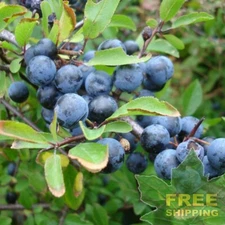 BLACKTHORN / SLOE Prunus Spinosa - 10 SEEDS. FREE S&H