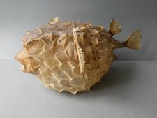 taxidermie cabinet de curiosité  poisson naturalisé, grand Diodon