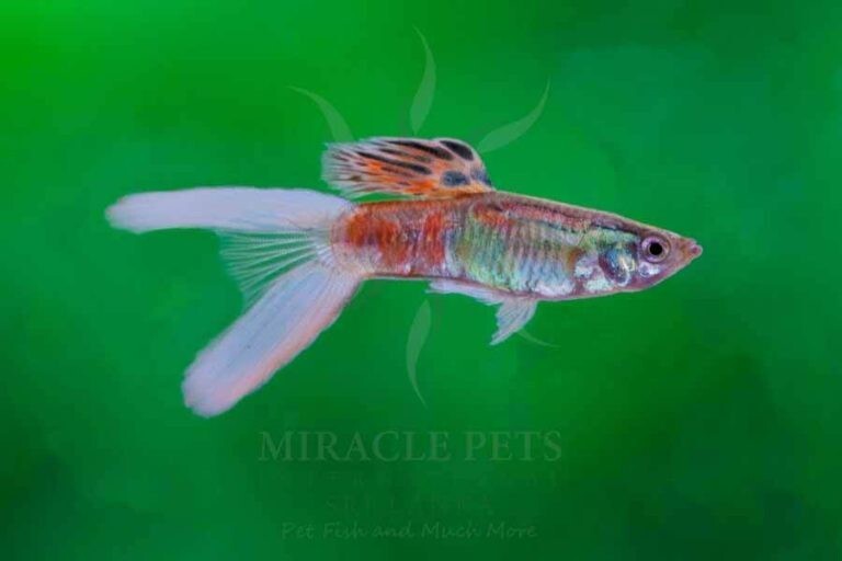 Ribbon Tail Guppy Pair 1Male+1Female Vibrant color nice Home bred LOCAL