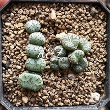 Conophytum minimum 'wittebergense', MSG 2226 Klein Spreefontein, 2” (seedling)