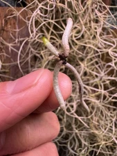 Dendrophylax lindenii - NOT Mounted