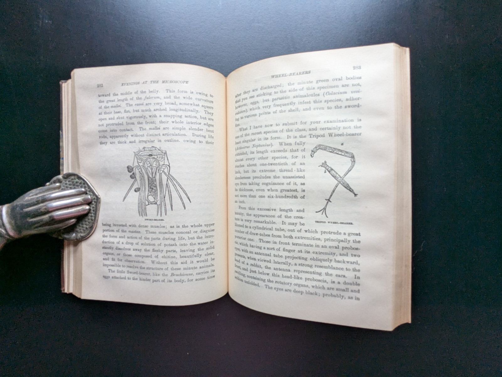 Evenings at the Microscope Gosse 1902 Appleton HC Illustrated Natural History