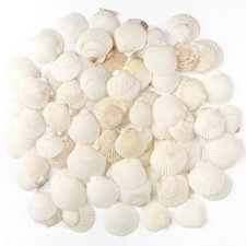 48 PCS Scallop Shells Natural Seashell, 1.5" to 2" White Scallop Shells Small