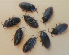Set of Eight Fat, Life-Size Rubber Roaches