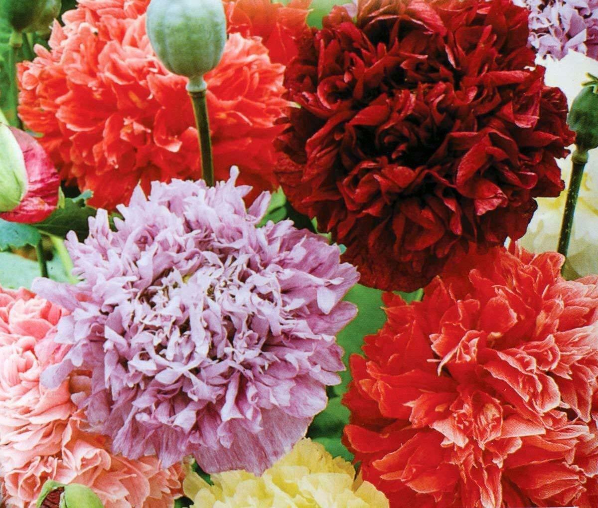 Poppy Peony Seeds - Double Mixed | Flower Seeds in Packets & Bulk | Eden Brothers