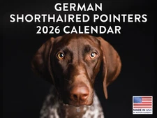 German Shorthaired Pointer Calendar 2026 GSP Monthly Wall Calender 12 Month