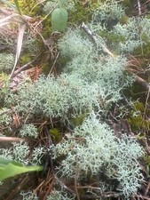 Dried Reindeer Moss Lichen   For Terrariums, Fairy Gardens, Crafts  Decor