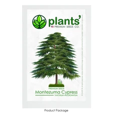 Montezuma Cypress Tree | Premium Seeds | Taxodium mucronatum | Plants'®