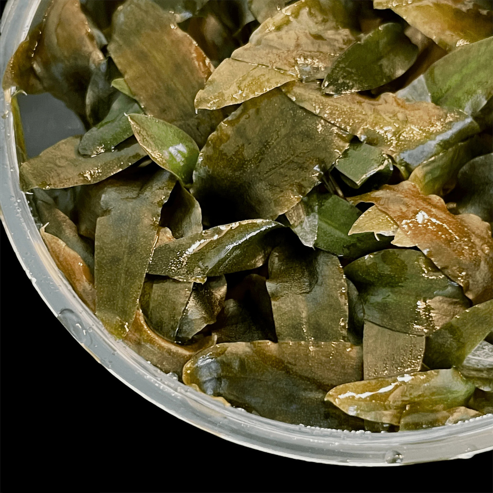 Cryptocoryne Wendtii Brown Tissue Culture | Aquarium Plants Factory® –  Zambi Restaurant