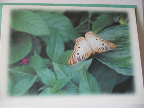 Six Handmade Butterfly Note Cards All Occasion Thank You Sympathy Green Blue New - Imagen 4 de 6