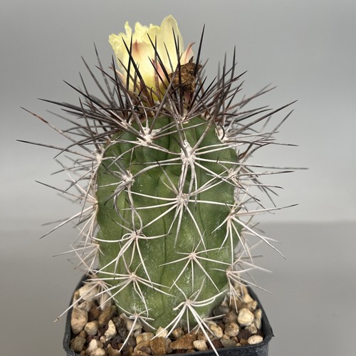 Copiapoa coquimbana AW 347 hoch 12 cm Samenpflanze an eigenen Wurzeln,
