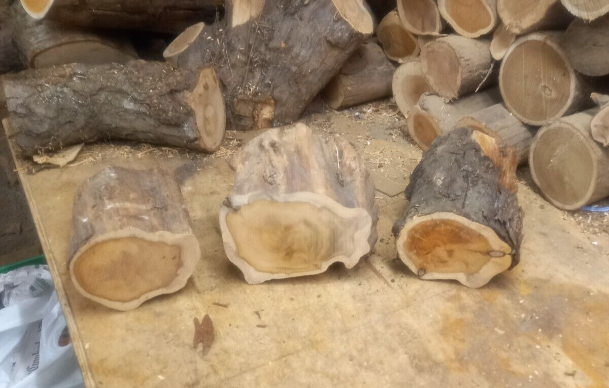 3 large air dried Yew logs,Perfect for woodturning/woodworking projects