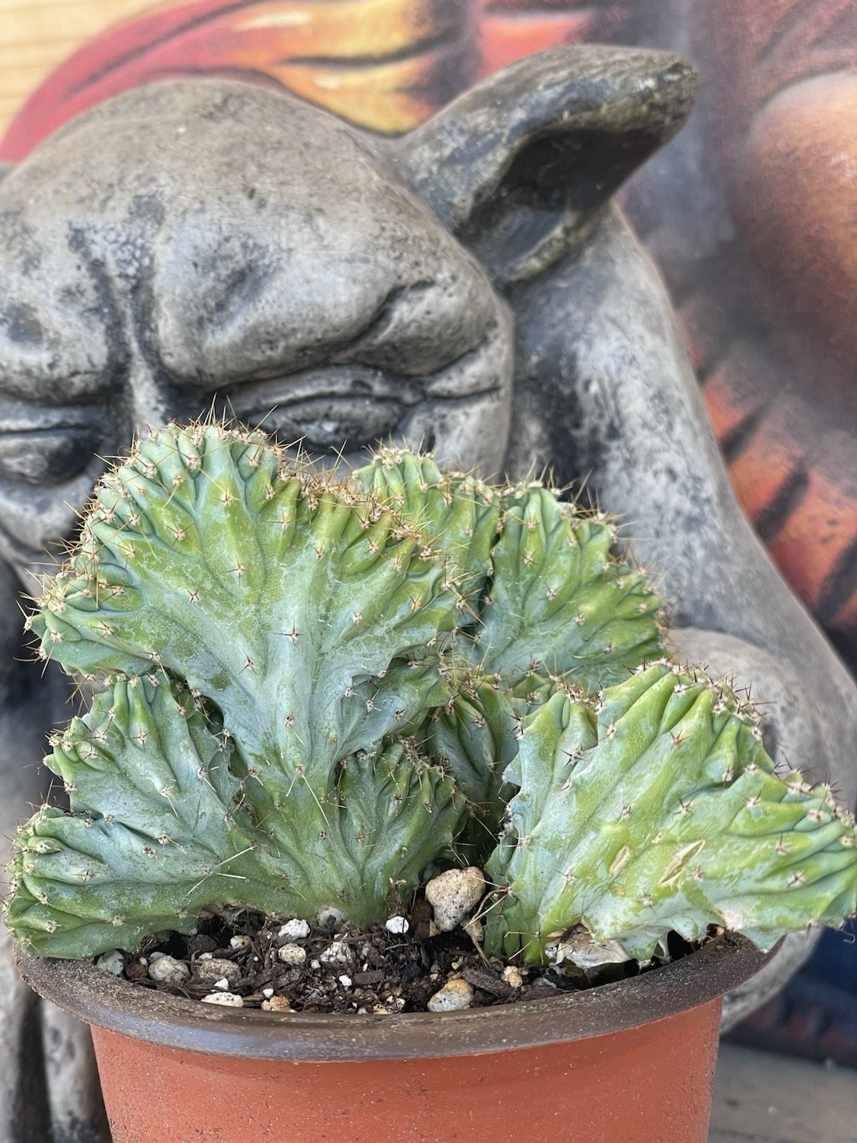 MYRTILLOCACTUS GEOMETRIZANS CRESTED ELITE -- Rooted plant--Rainbow colors WOW!!
Opens in a new windo