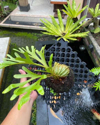 Platycerium Ridleyi buy 5 free 1 + free Phytosanitary Cert - Picture 6 of 8