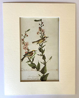 Vintage John James Audubon Matted Print, 1966: Chestnut-Sided Warbler