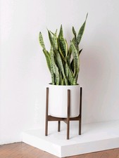 Luxury Snake Plant Live Decor Modern Art Piece Air Purifier Great Centerpiece