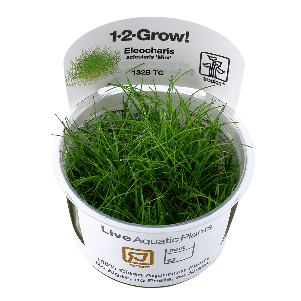 Tropica Eleocharis Pusilla Mini 1-2-Grow - Live Aquarium Tissue Culture Plant