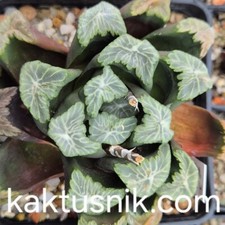 Haworthia maughanii VVG4 -Japón- 10 semillas cosecha 2024