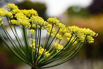 REINES ÄTHERISCHES FENCHELSAMENÖL FOENICULUM VULGARE WILD NATUR HANDWERKLICH NR1 IND