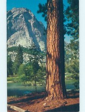 Pre-1980 NATURE SCENE Kings Canyon Park - Madera & Visalia & Fresno CA AD3803