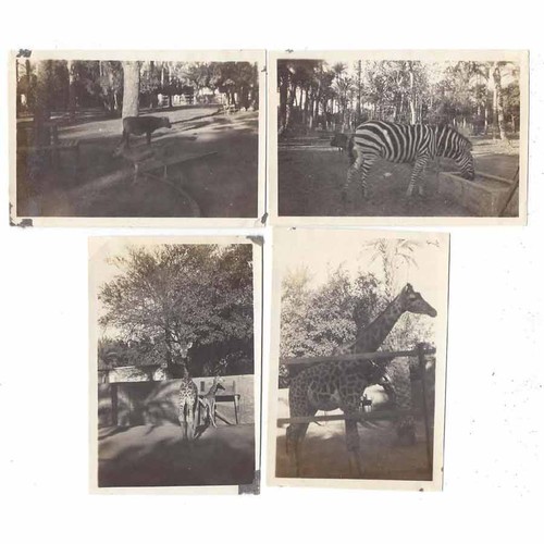 SUDAN Animals at Khartoum Zoo 3 x Vintage Photographs 1930