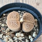 D5562 LITHOPS GRACILIDELINEATA pot10-H3,5-W6 cm MaMa Cactus